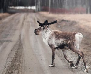 Cheap car rental in Lycksele