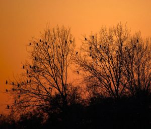 Cheap car rental in Treviso