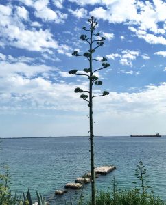 Cheap car rental in Taranto