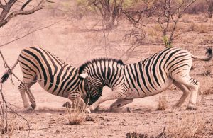 Car Rental at Windhoek Airport