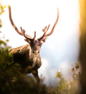 Cheap car rental in Gällivare