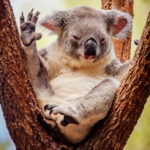 Top 6 most beautiful wine regions to visit in Australia