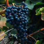 Rent a Car and Visit the Best Wine Regions in France