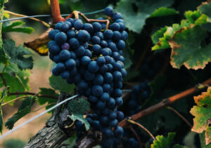 Rent a Car and Visit the Best Wine Regions in France