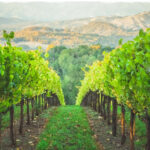 The Best Wine Regions in USA