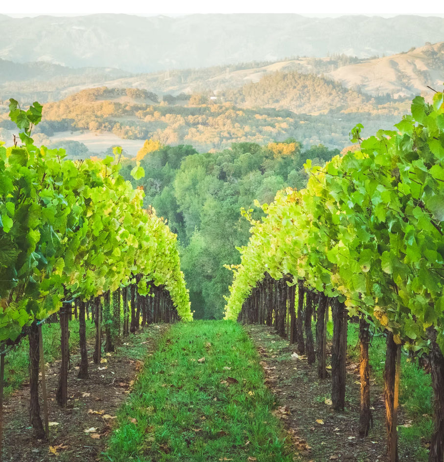 The Best Wine Regions in USA